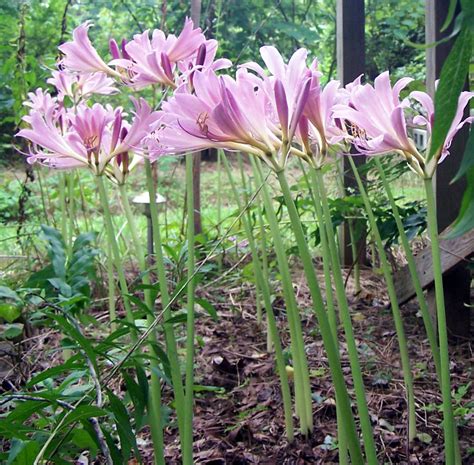 naked ladies plant|How to Grow Naked Lady Lilies or Amaryllis Belladonna